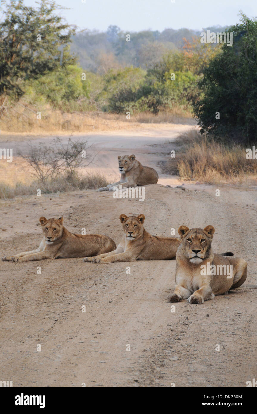 Troupe de lions (Panthera leo) Sabi Sand Game Reserve, Afrique du Sud Banque D'Images