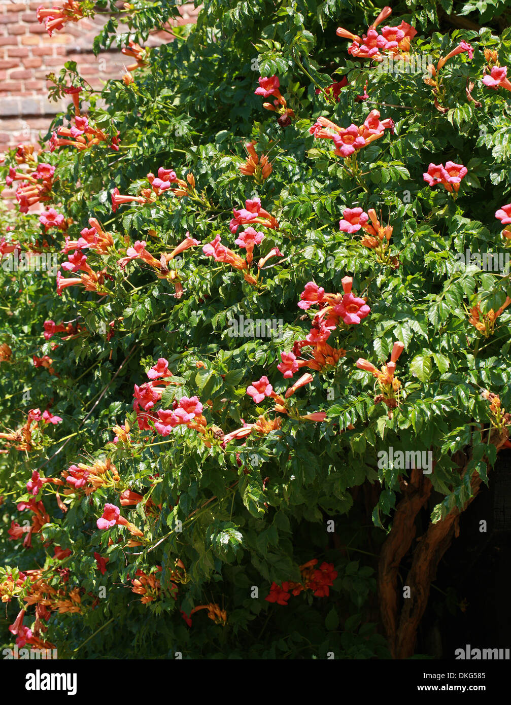 Vigne trompette Trompette ou rampantes, campsis radicans, Bignoniaceae. Le sud-est des Etats-Unis, en Amérique du Nord. Banque D'Images