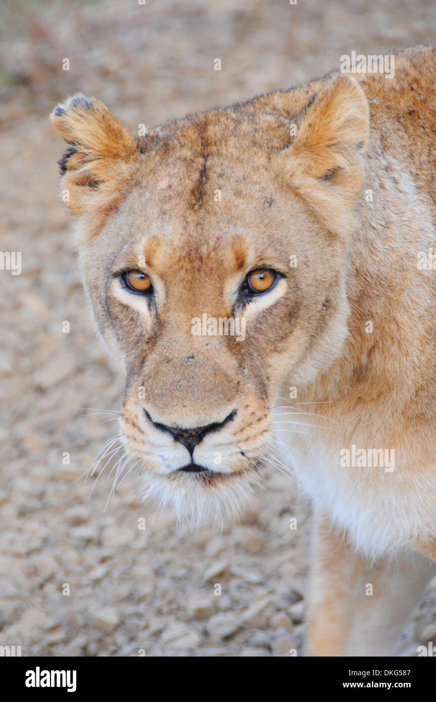 Femme lion (Panthera leo) Sabi Sand Game Reserve, Afrique du Sud Banque D'Images