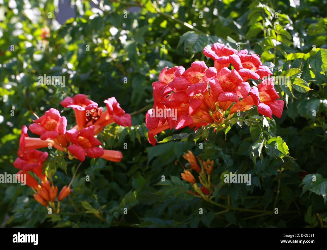 Vigne trompette Trompette ou rampantes, campsis radicans, Bignoniaceae. Le sud-est des Etats-Unis, en Amérique du Nord. Banque D'Images