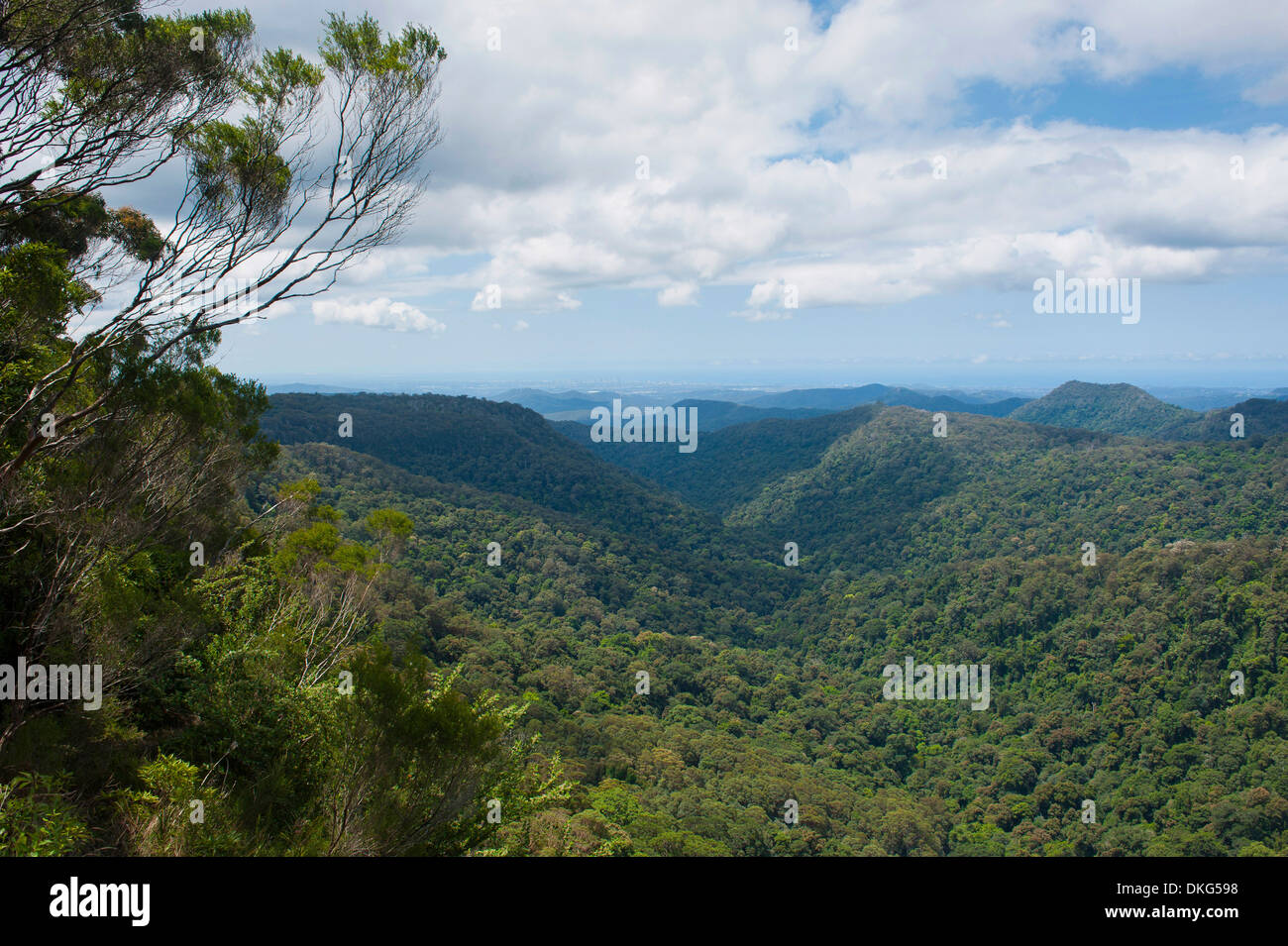 Vue sur le parc national de Springbrook, New South Wales, Australie, Pacifique Banque D'Images