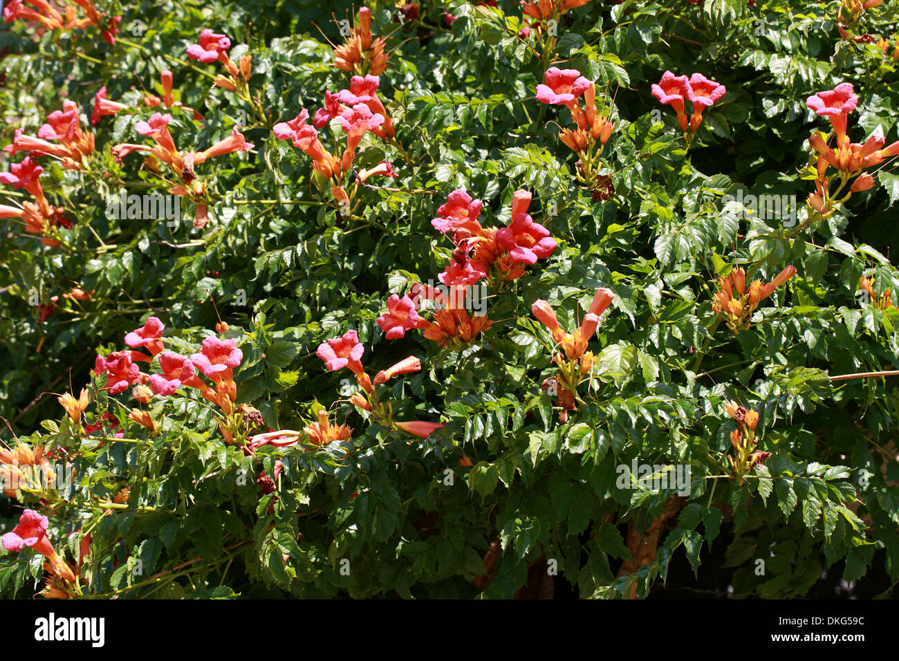 Vigne trompette Trompette ou rampantes, campsis radicans, Bignoniaceae. Le sud-est des Etats-Unis, en Amérique du Nord. Banque D'Images