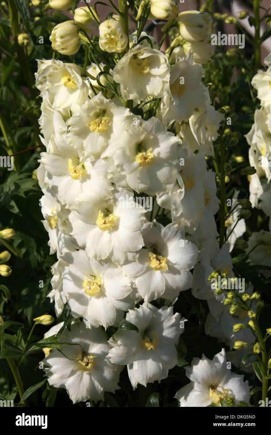 Delphinium 'Classic', Kennington Ranunculaceae. Aka. Larkspur. Toutes les parties de ces plantes sont considérées comme toxiques pour l'homme. Banque D'Images