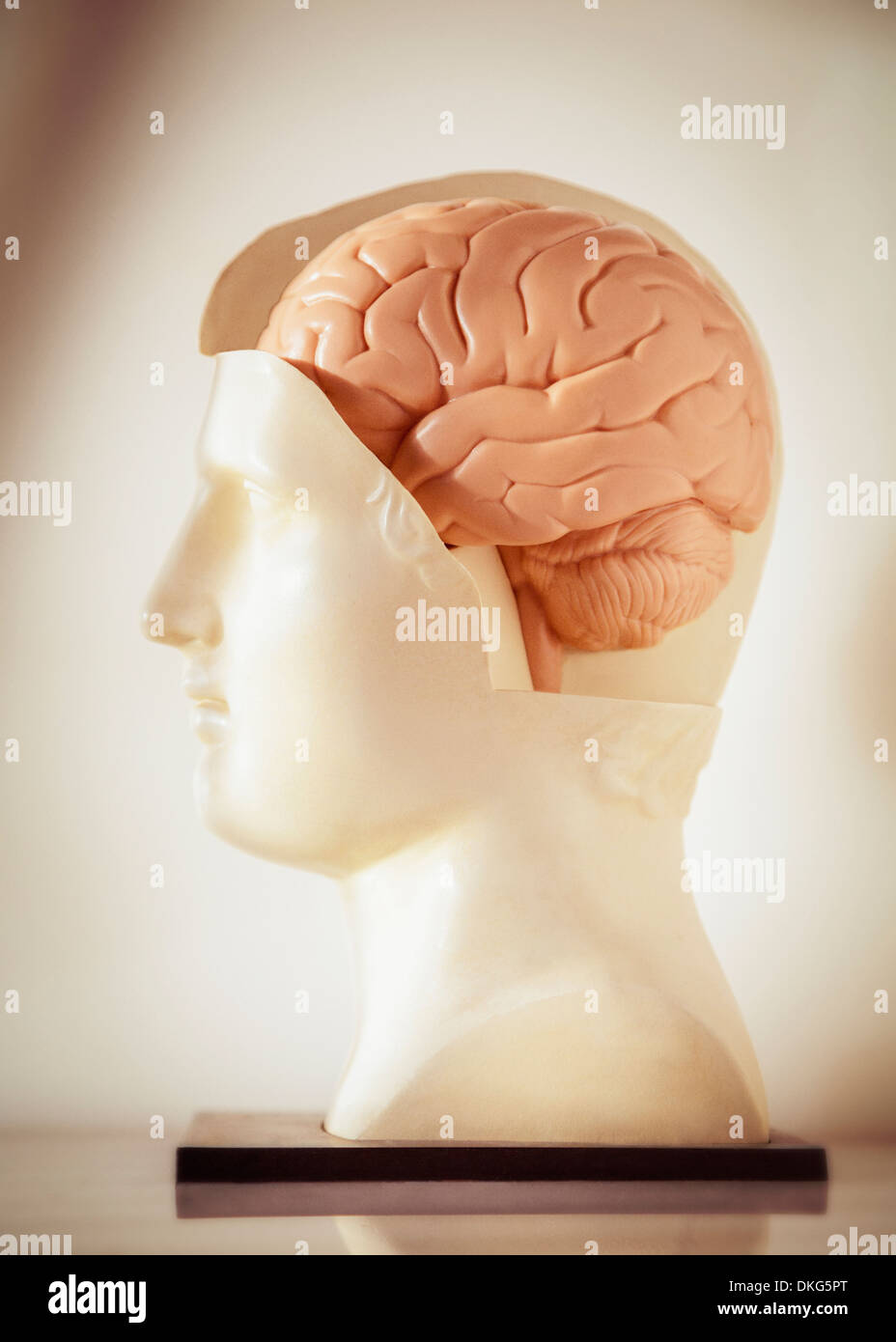 Une vue de profil d'un modèle anatomique d'un cerveau humain dans un style Grec ou romain statue buste Banque D'Images