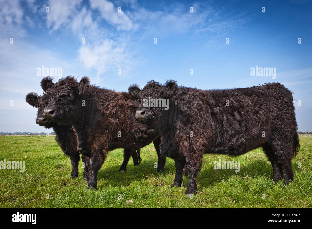 Trois Galloway Cattles sur un pâturage, Sylt, Schleswig-Holstein, Allemagne, Europe Banque D'Images