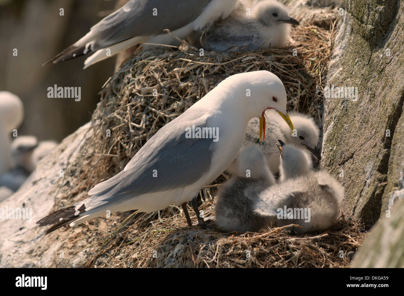 Tridactyle Photos Tridactyle Images Alamy - 