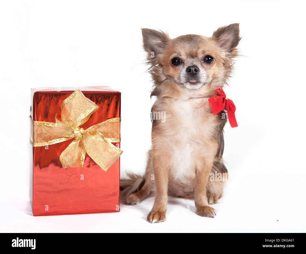 Chihuahua chien avec cadeau de Noël, fond blanc Banque D'Images