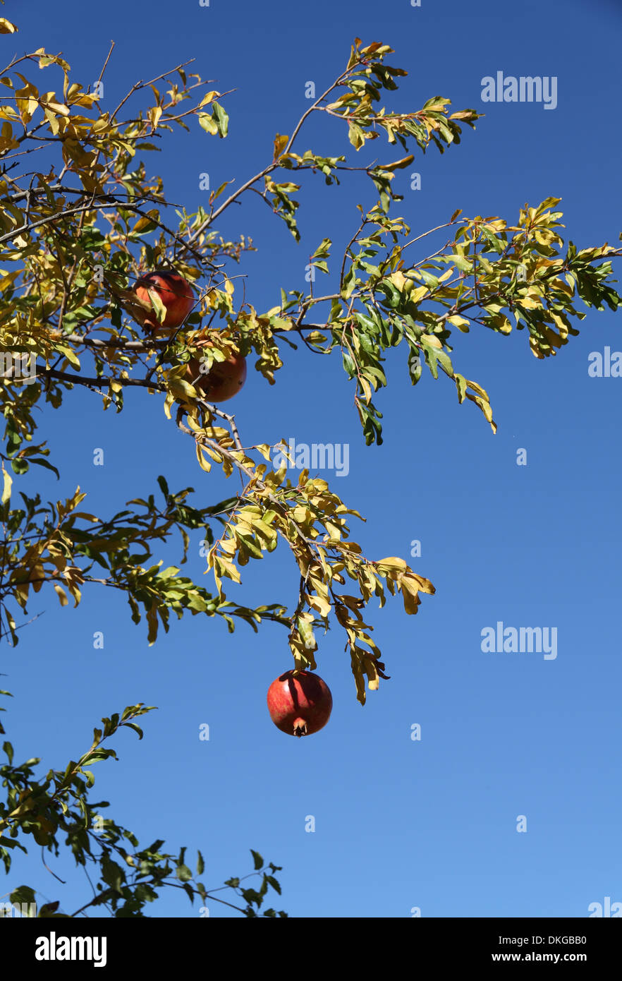 Grenadier sauvage avec des fruits, Halfeti, Sanliurfa province sud-est de la Turquie, Banque D'Images
