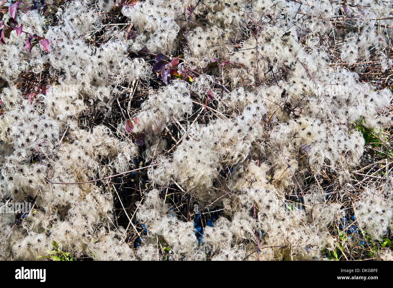 Wild Clematis / 'Old Man's Beard' têtes de graine - France. Banque D'Images