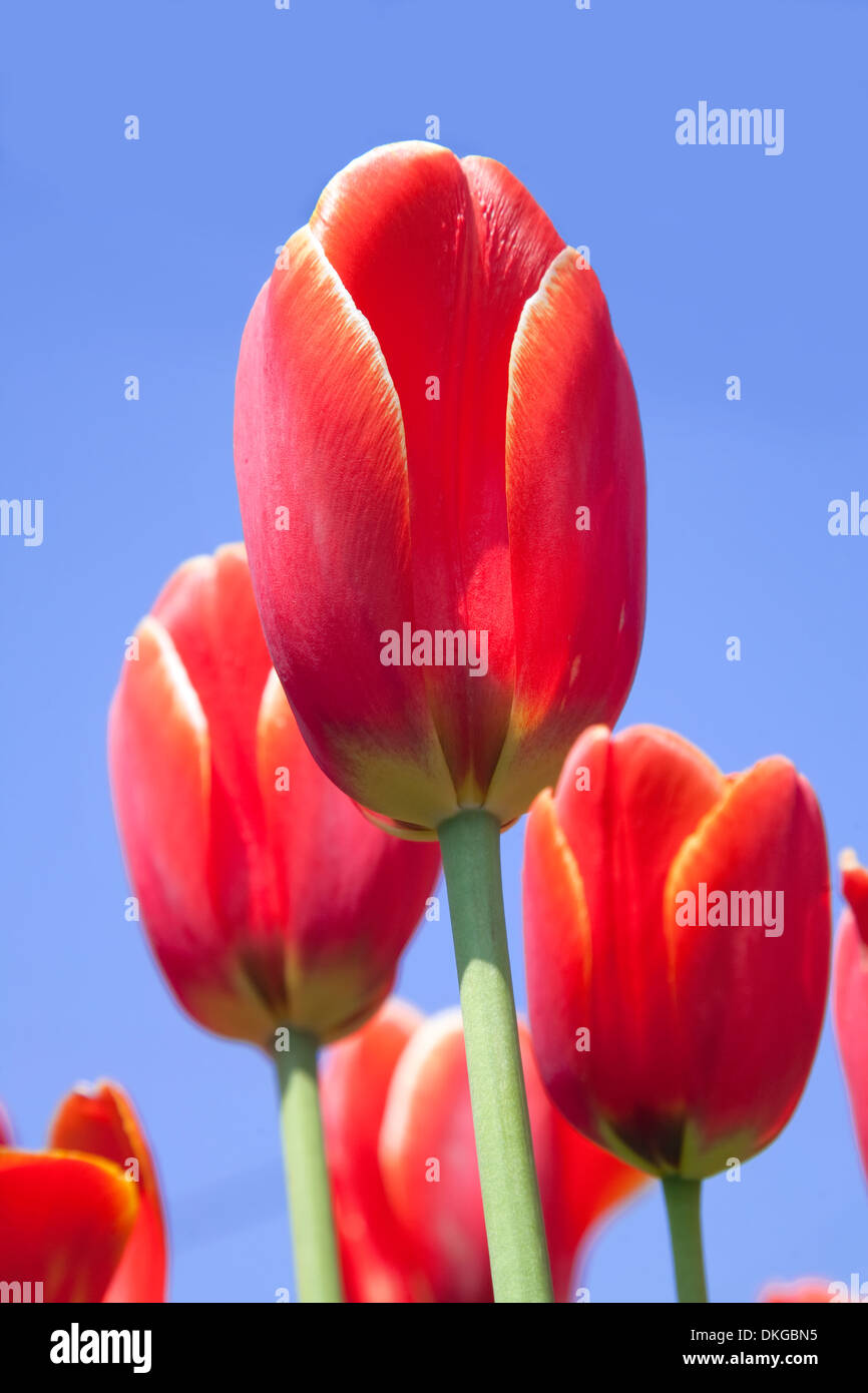 Tulipes rouge dans le jardin au printemps. Banque D'Images