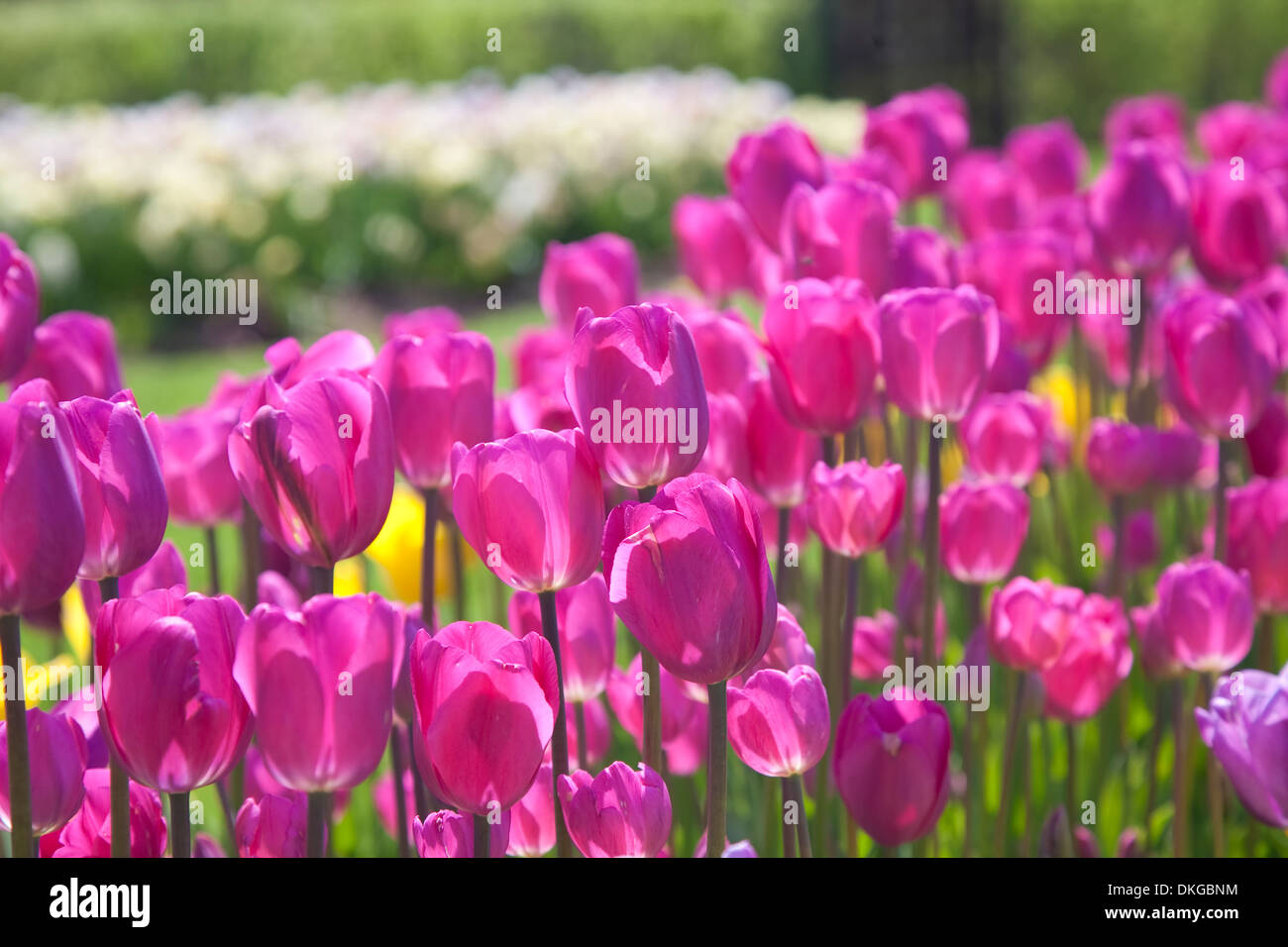 Un lit de tulipes de couleur fushia unique dans le jardin au printemps. Banque D'Images
