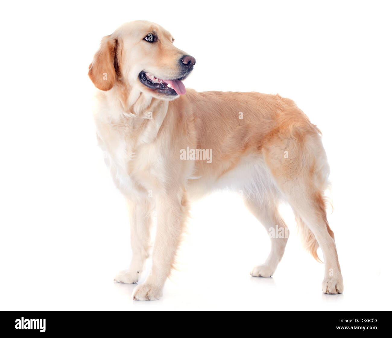 Golden retriever pure race, devant un fond blanc Banque D'Images Golden retriever pure race, devant un fond blanc Banque D'Images