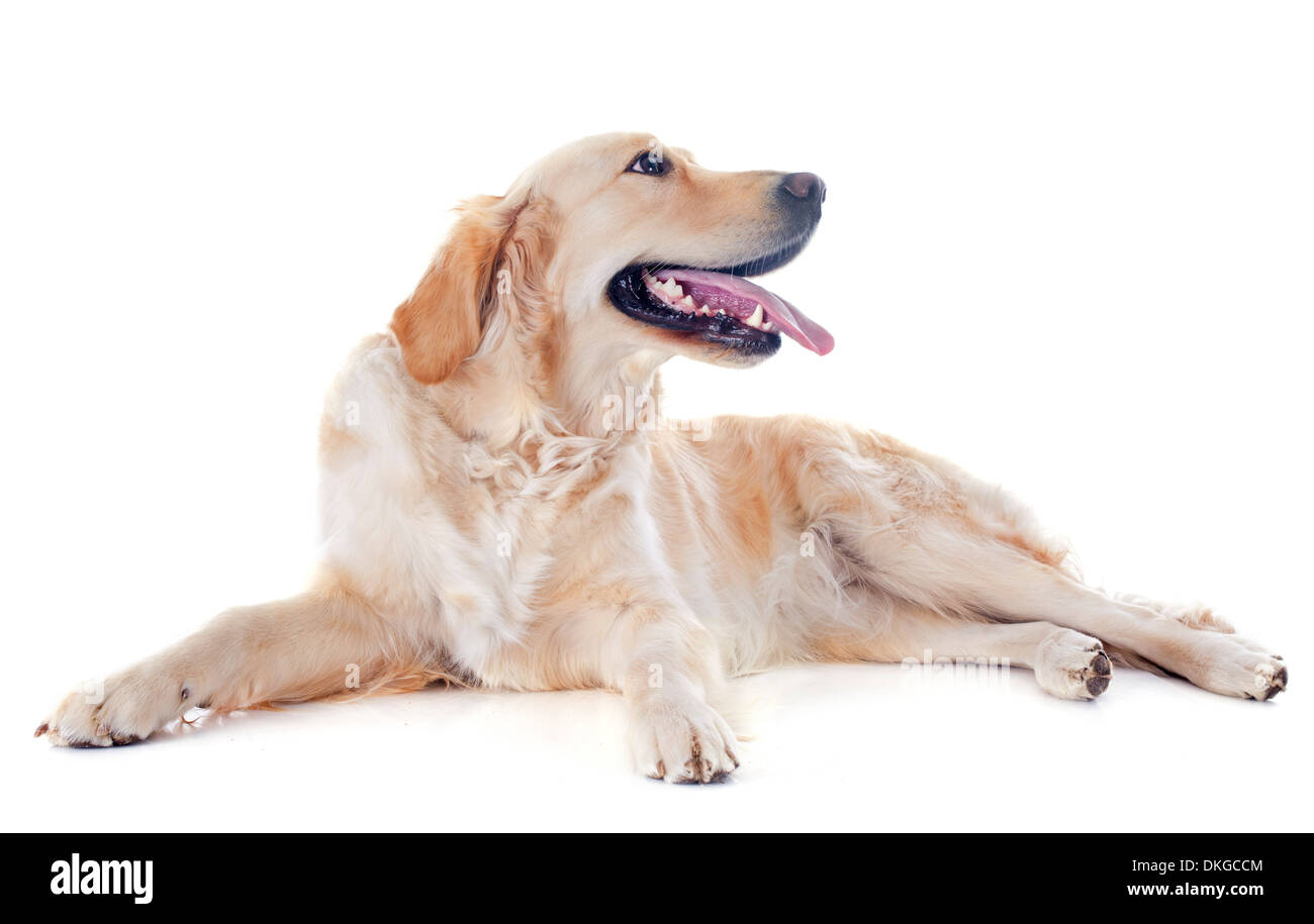 Golden retriever pure race, devant un fond blanc Banque D'Images Golden retriever pure race, devant un fond blanc Banque D'Images