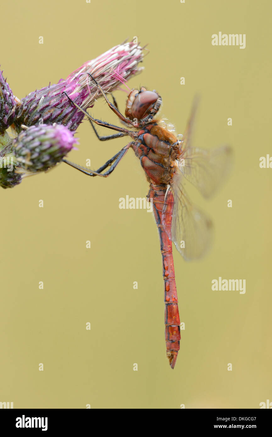 Close-up of a common darter (Sympetrum striolatum) à une fleur Banque D'Images