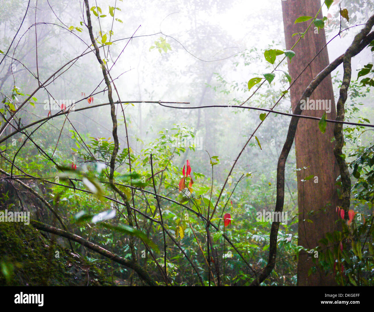 Forêt en Haputale, Sri Lanka Banque D'Images