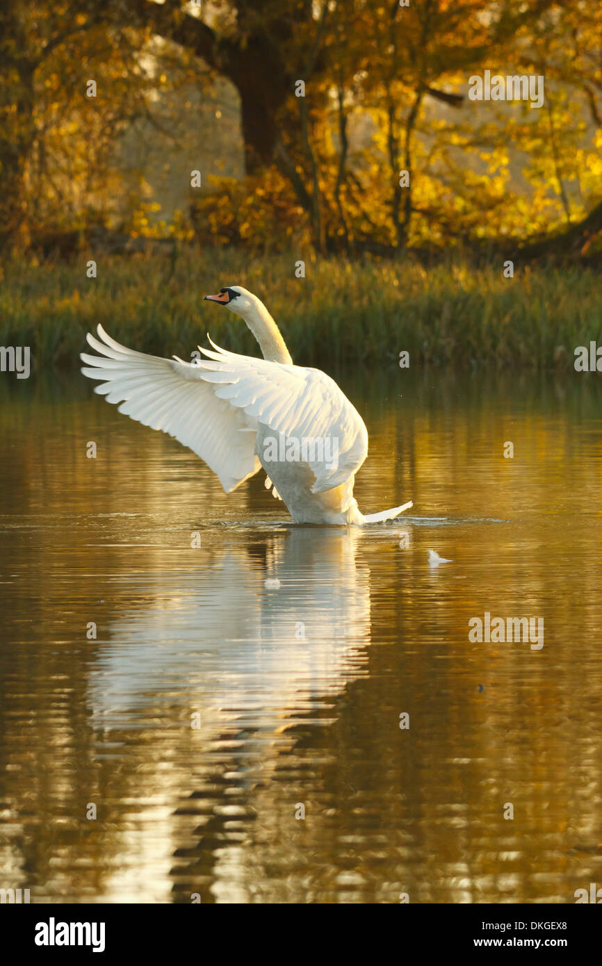 Cygne muet à l'heure d'or Banque D'Images Cygne muet à l'heure d'or Banque D'Images
