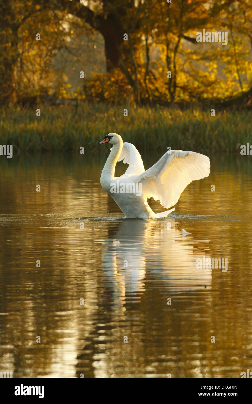 Cygne muet à l'heure d'or Banque D'Images