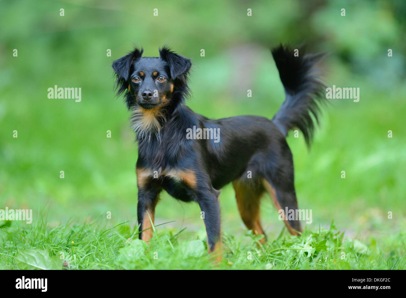 Chien de race mixte sur un pré Banque D'Images
