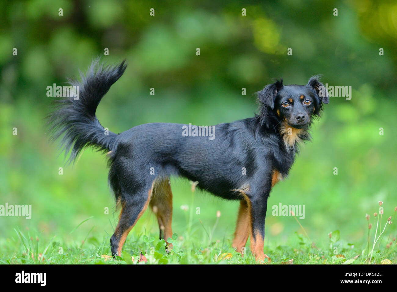 Chien de race mixte sur un pré Banque D'Images