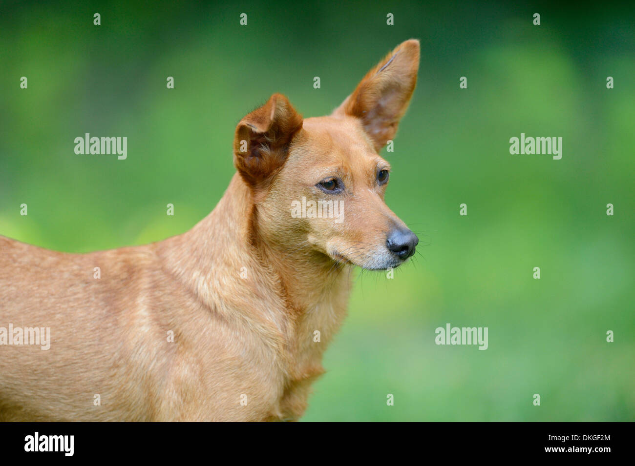 Chien de race mixte sur un pré Banque D'Images