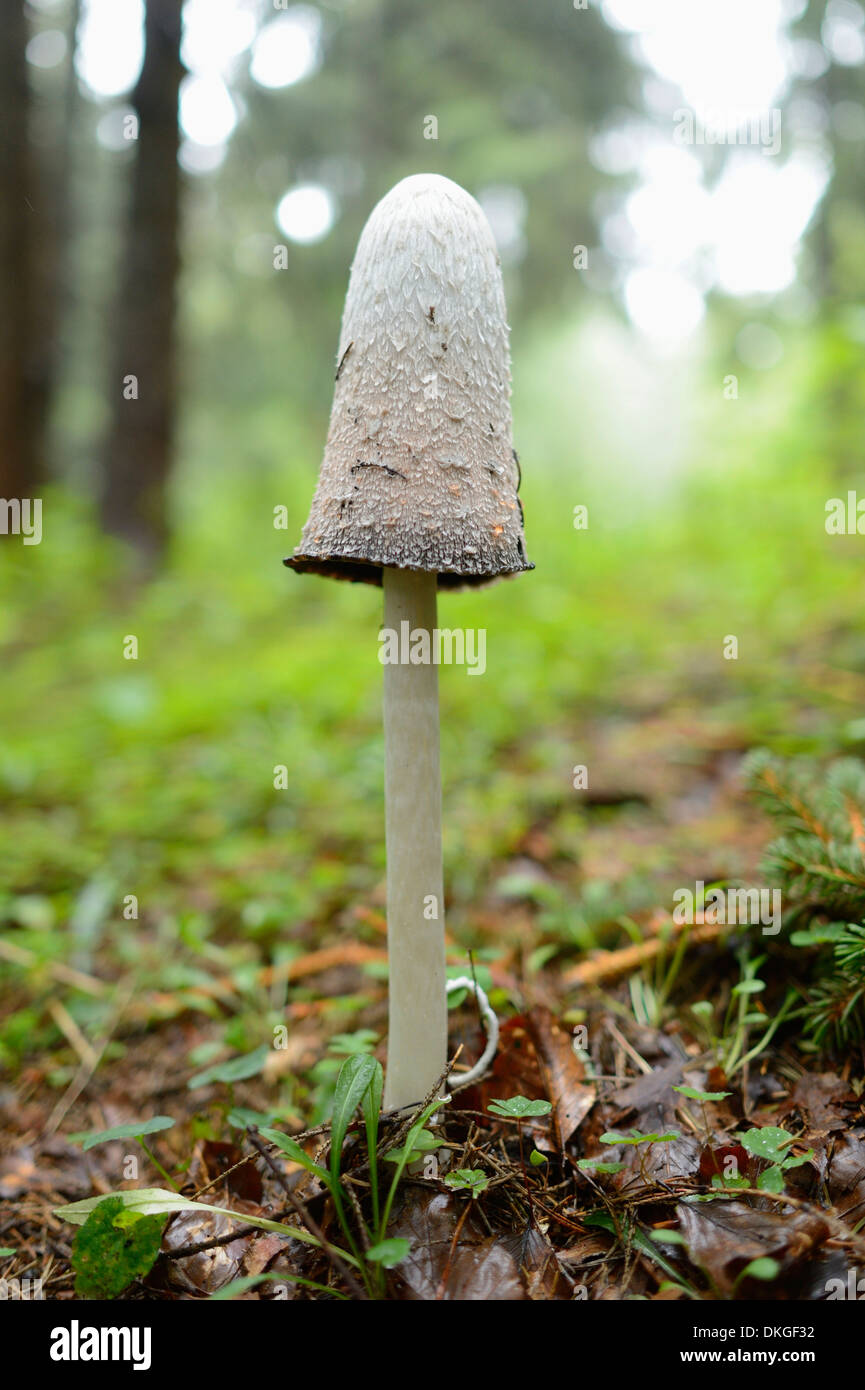 Shaggy (Coprinus comatus cap d'encre), close-up Banque D'Images