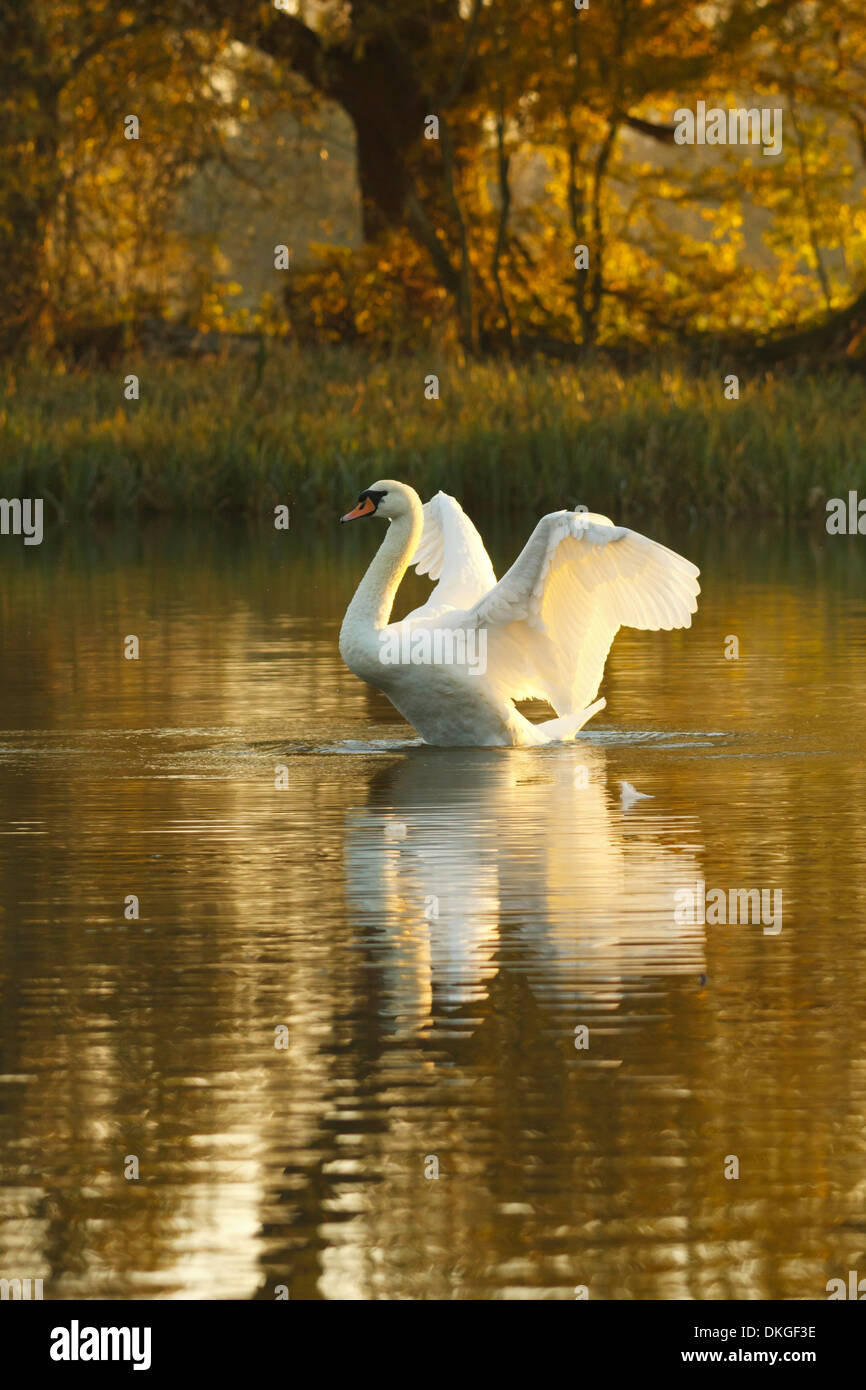 Cygne muet à l'heure d'or Banque D'Images Cygne muet à l'heure d'or Banque D'Images
