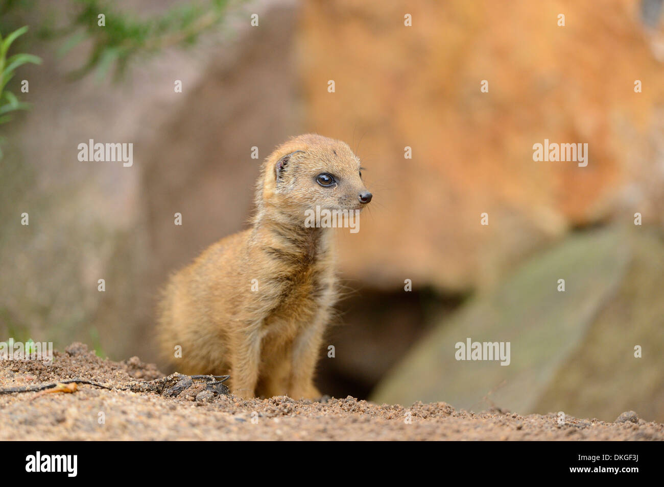 Cynictis Penicillata Mangouste Jaune Bebe Photo Stock Alamy