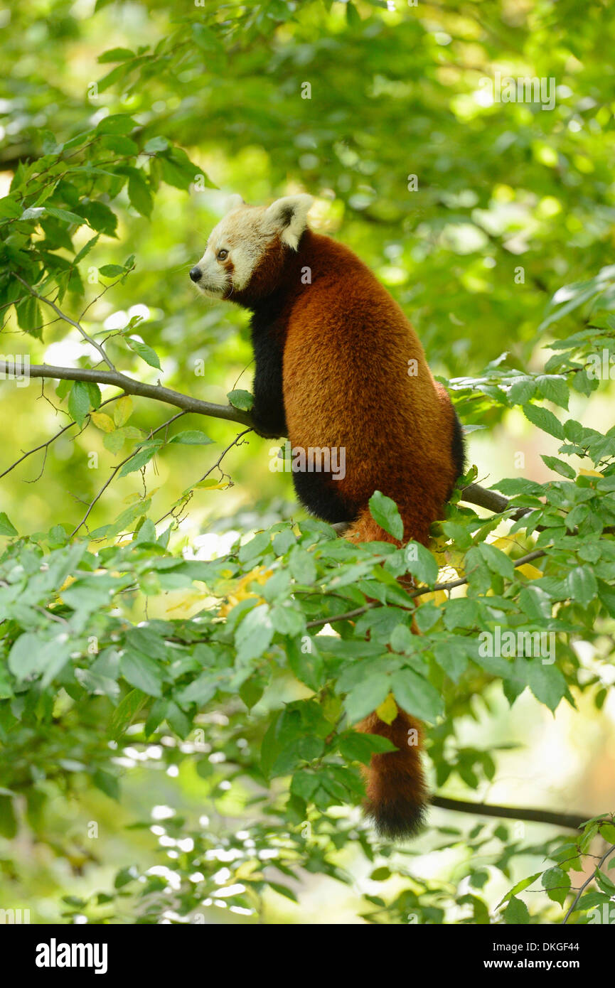 Le panda rouge (Ailurus fulgens) dans un arbre Banque D'Images