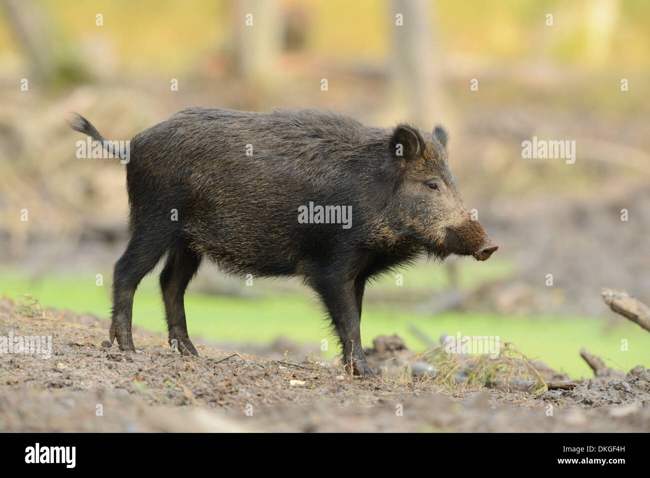 Le sanglier (Sus scrofa) dans une forêt Banque D'Images