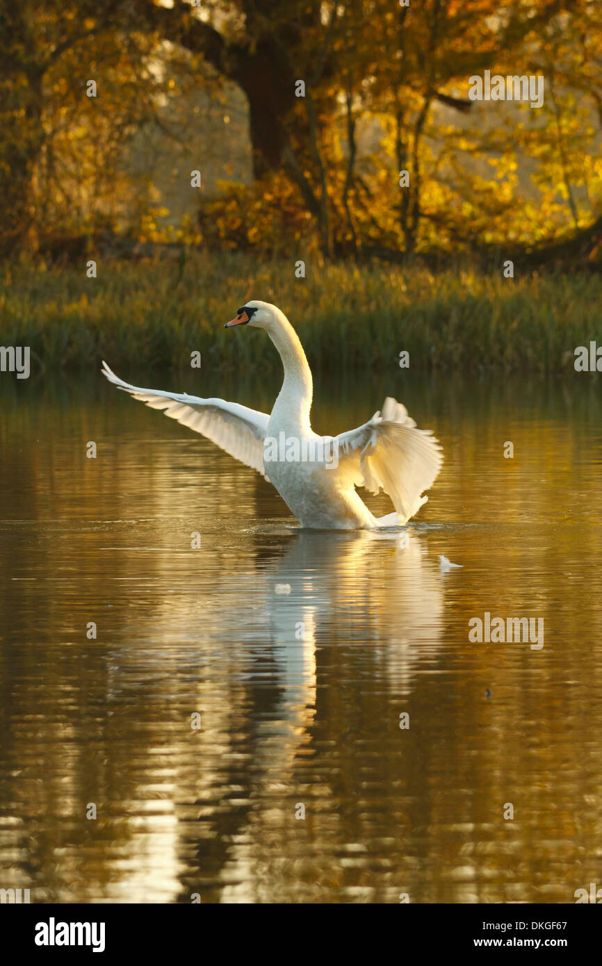 Cygne muet à l'heure d'or Banque D'Images