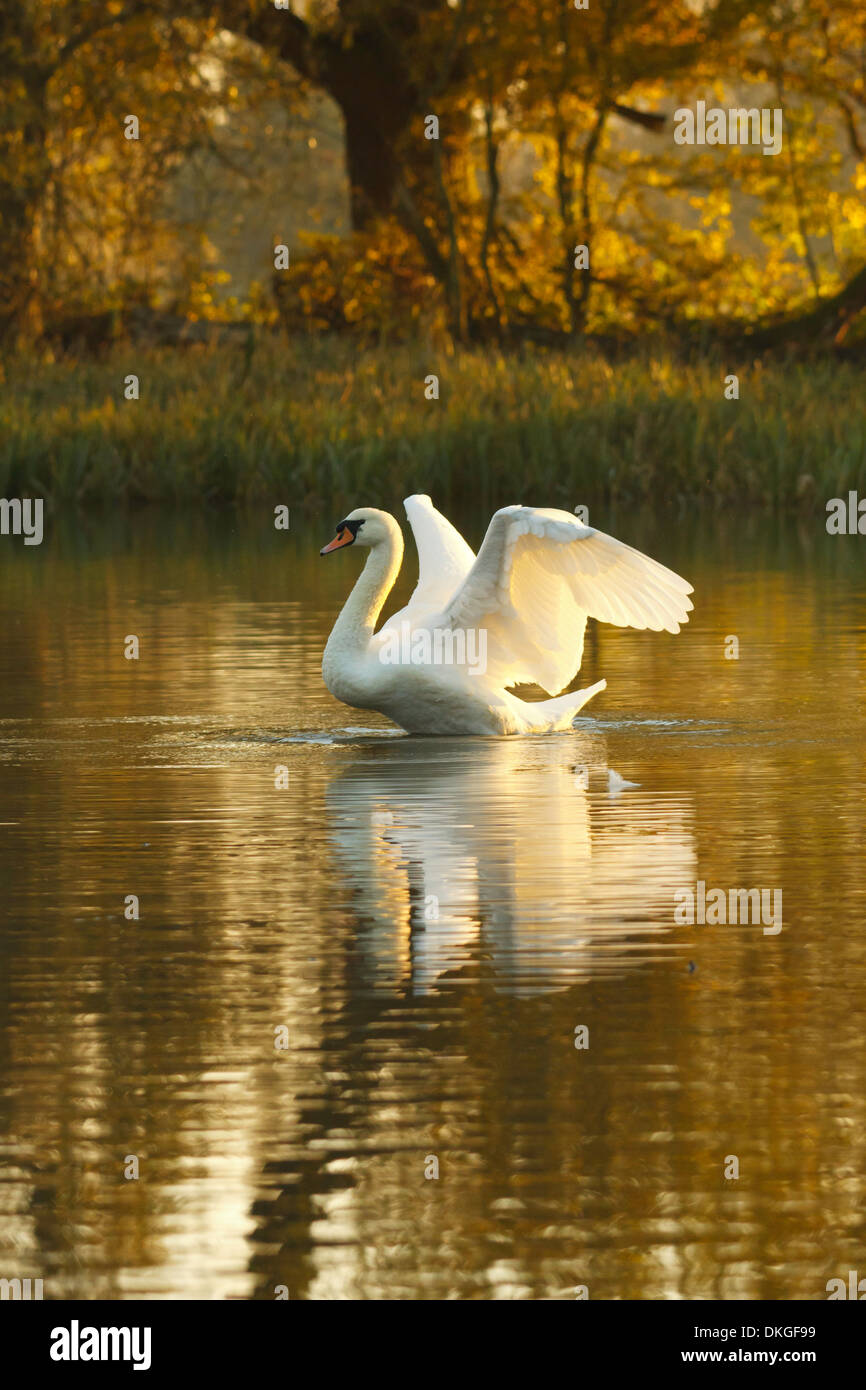Cygne muet à l'heure d'or Banque D'Images Cygne muet à l'heure d'or Banque D'Images