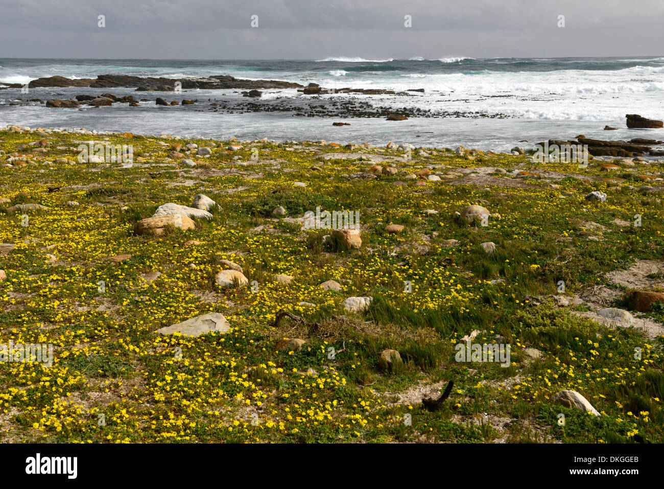 Floraison floraison floraison de fleurs sauvages jaune plage du cap point Cape Peninsula Banque D'Images