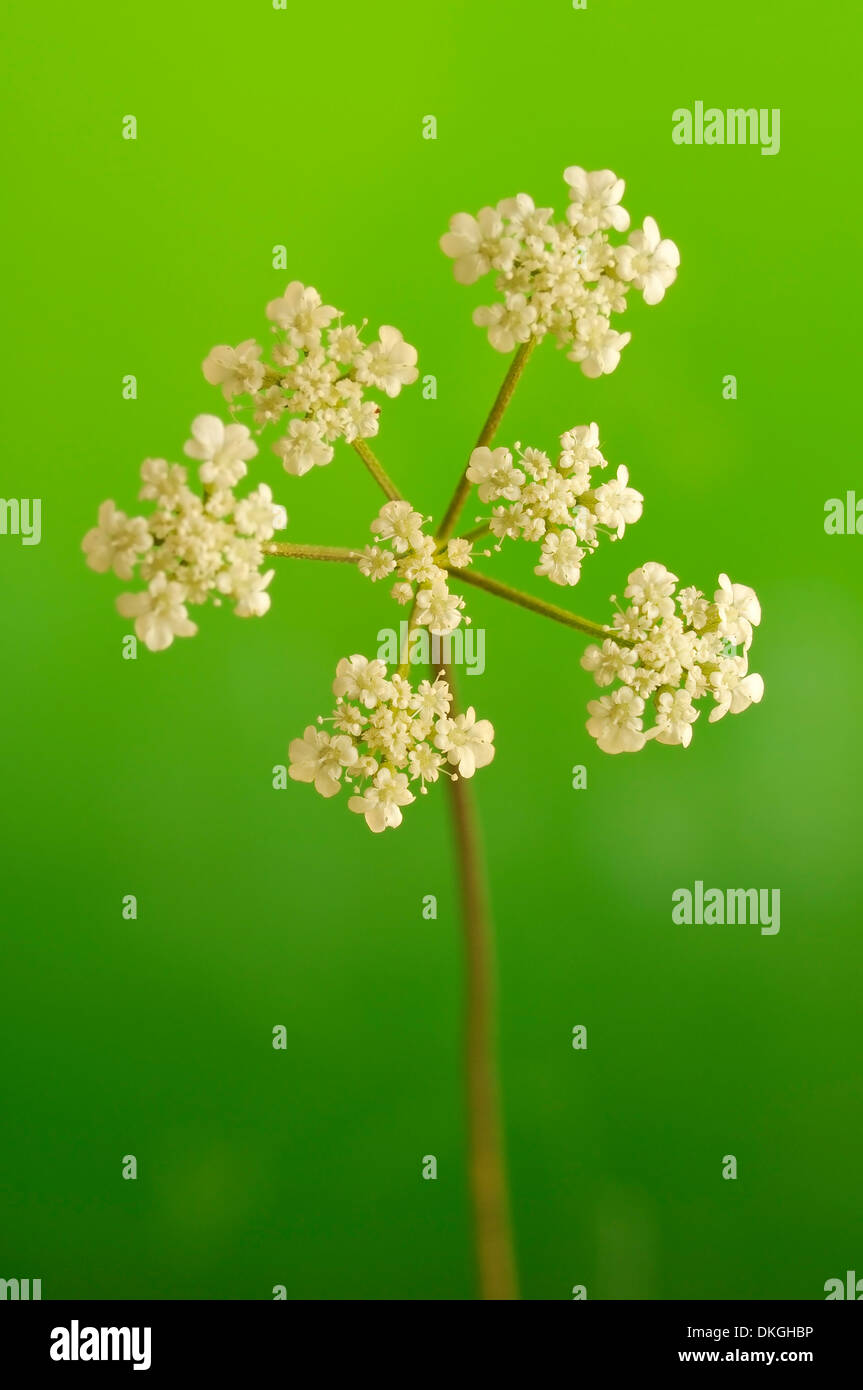 Couverture japonaise persil, Torilis japonica (Apiaceae), portrait vertical de fleurs blanches avec une belle arrière-plan flou. Banque D'Images