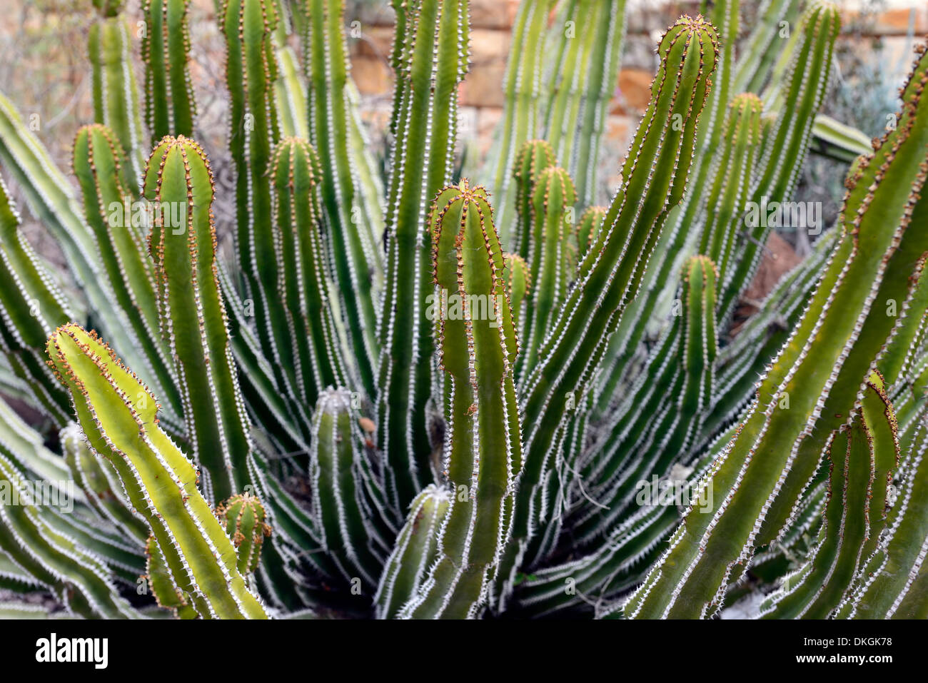 Euphorbe cactiforme Banque de photographies et d'images à haute résolution  - Alamy