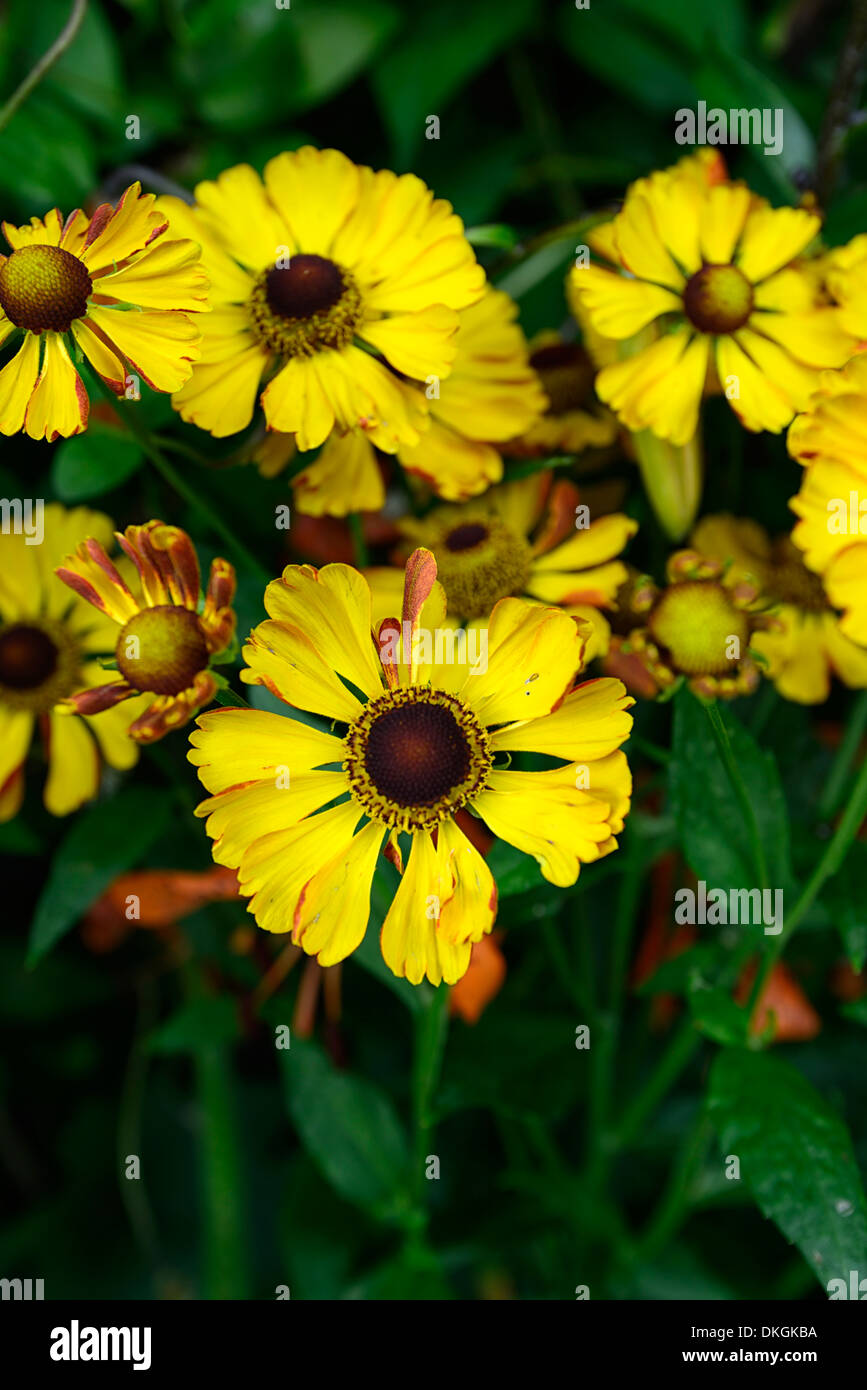 Helenium rauchtopas sneezeweeds vivaces fleurs jaunes en fleurs fleurs fleurs Banque D'Images