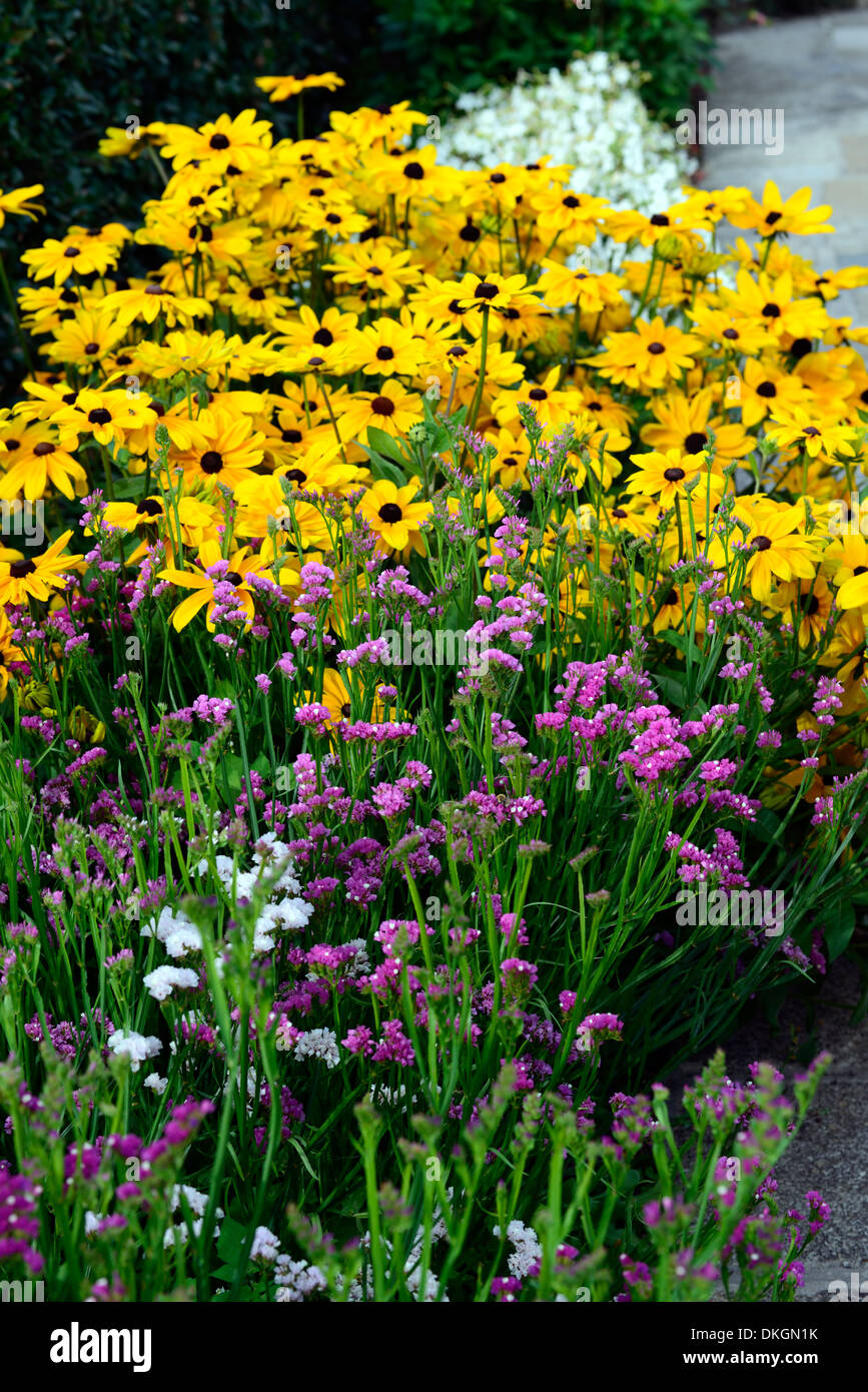 Statice sunburst rudbeckia rose jaune rose d'été indien plantation plante contraste couleur couleurs combinaison scheme lavande de mer Banque D'Images