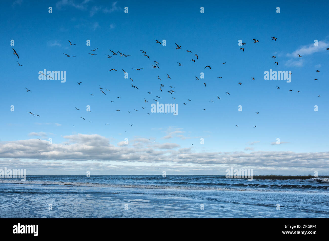 Un troupeau d'oiseaux marins piment le ciel bleu de Floride au-dessus des vagues de l'océan à Jacksonville Beach. (ÉTATS-UNIS) Banque D'Images