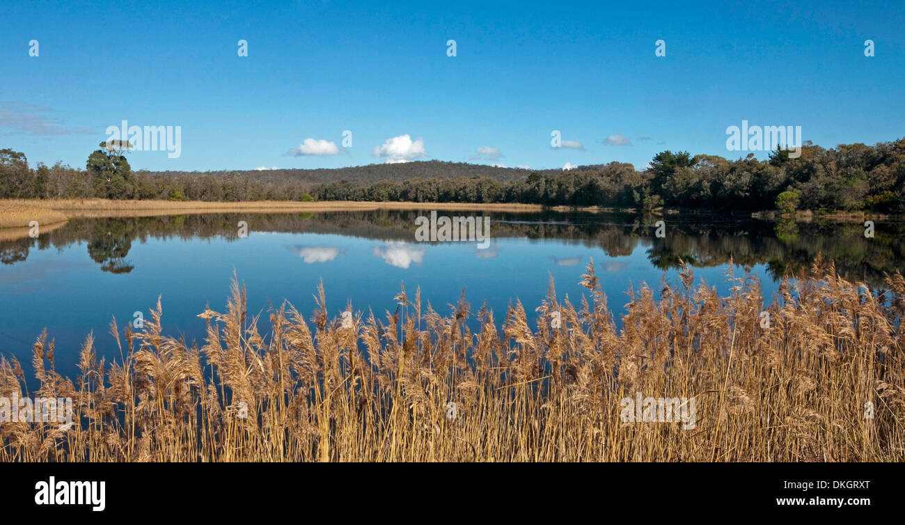 Panorama de ciel bleu et nuages reflètent dans Mogareeka / lac ourlé de roseaux près de Coffs Harbour sur la côte sud de la Nouvelle-Galles du Sud Australie Banque D'Images