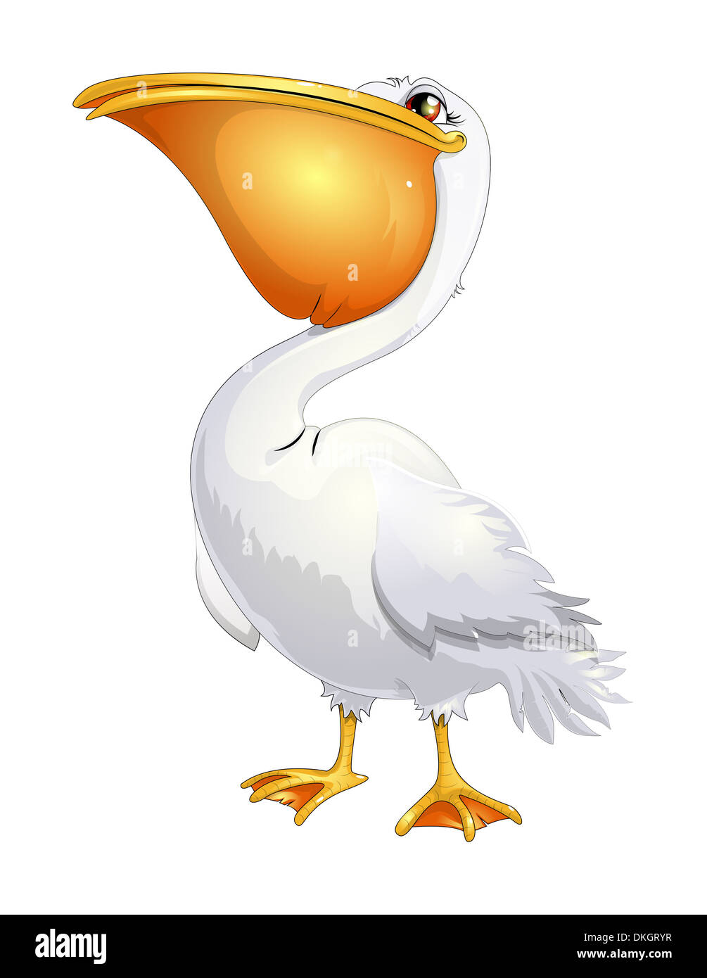 Belle pelican sur fond blanc Banque D'Images