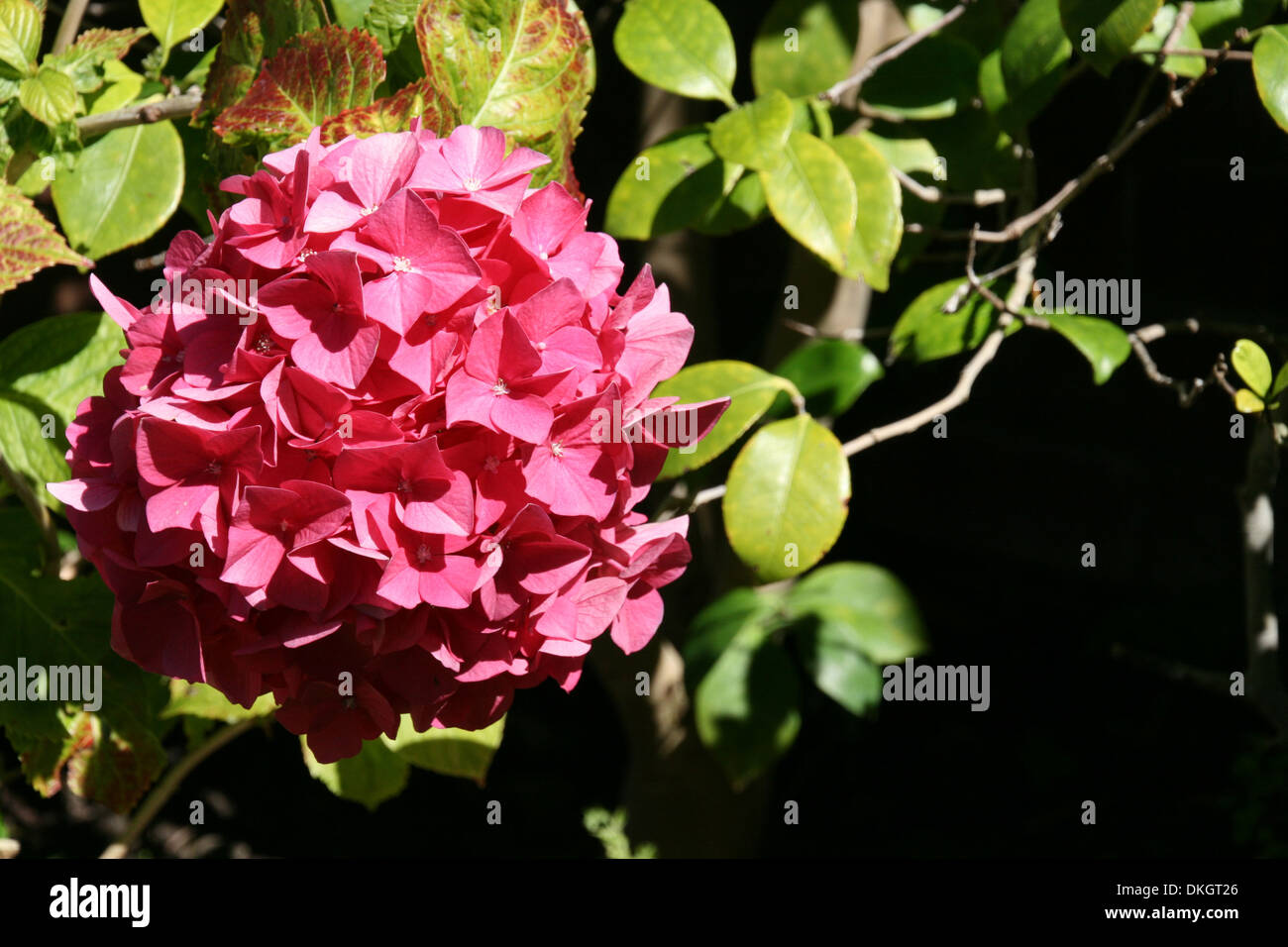 Hortensia rose Banque D'Images