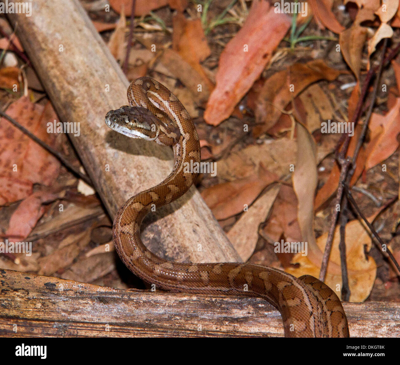 Jeune couleuvre tapis - un python - attaque agressive à poser , prêt à frapper, et sur le sol des forêts de la direction générale Banque D'Images