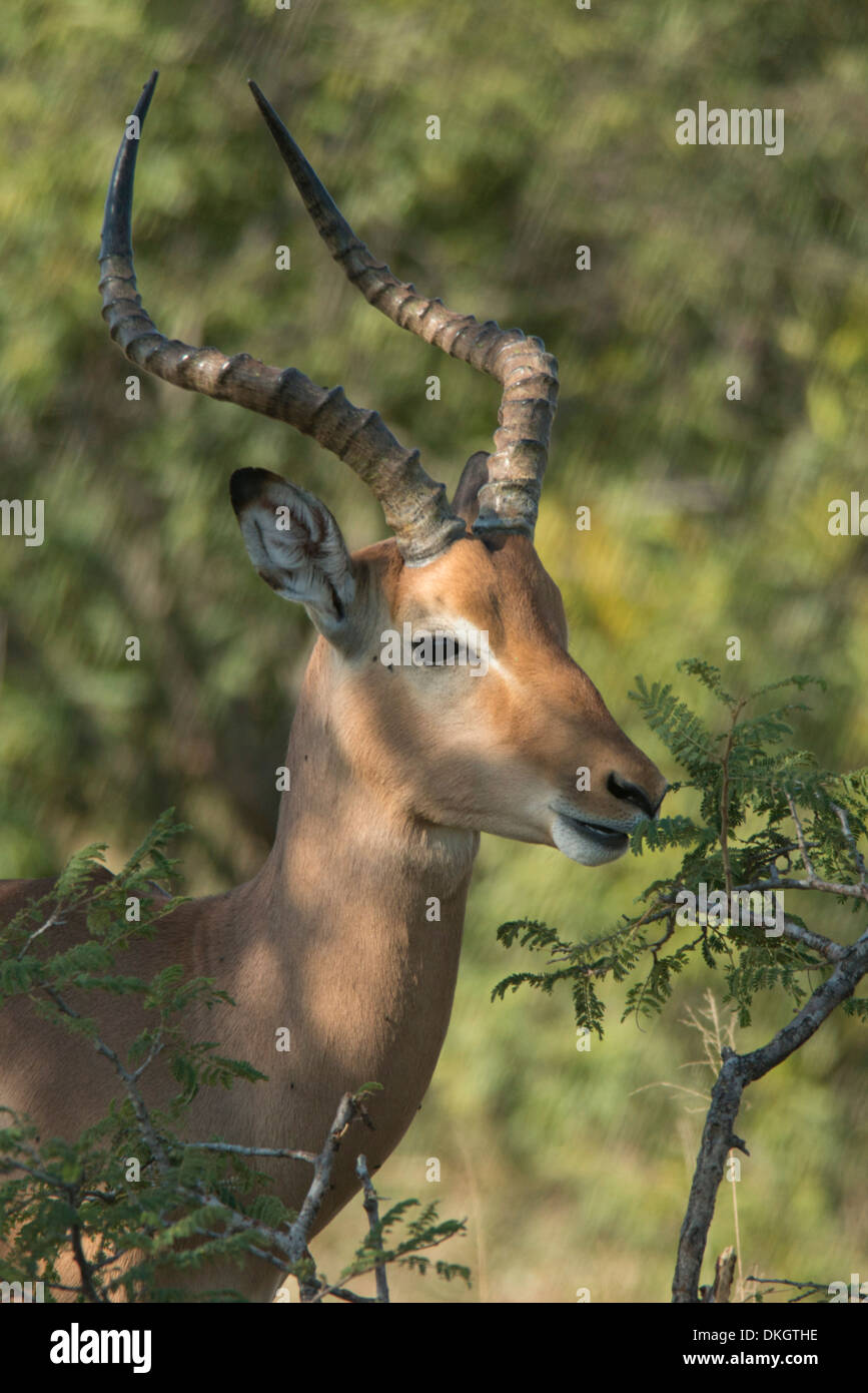 Impala mâle buck parcourt sur la végétation, Kruger National Park, Afrique du Sud, l'Afrique Banque D'Images