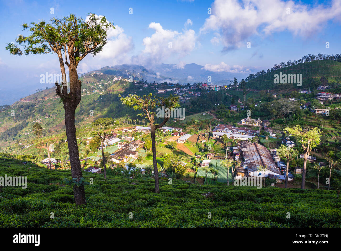 Haputale et une plantation de thé, le Sri Lanka Hill Country, District de Nuwara Eliya, Sri Lanka, Asie Banque D'Images