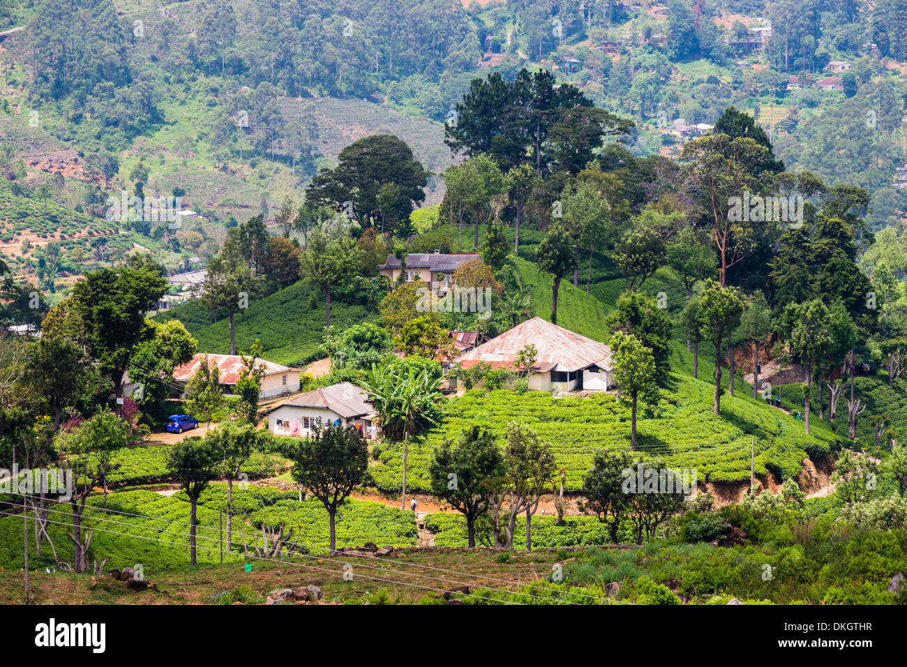 Maisons sur une plantation de thé à Haputale, Sri Lanka Hill Country, au Sri Lanka, en Asie Banque D'Images