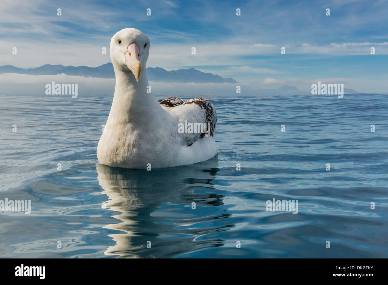 Albatros (Diomedea exulans) dans une mer calme au large de Kaikoura, île du Sud, Nouvelle-Zélande, Pacifique Banque D'Images