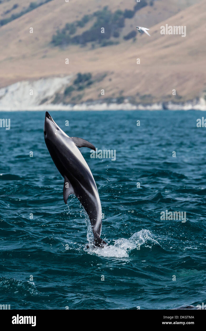 Dusky dolphin (Lagenorhynchus obscurus) sautant près de Kaikoura, île du Sud, Nouvelle-Zélande, Pacifique Banque D'Images