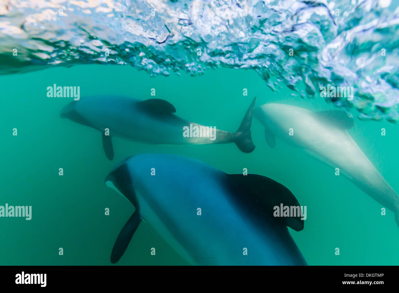 Les Dauphins de Hector adultes (Cephalorhynchus hectori) près de Akaroa, île du Sud, Nouvelle-Zélande, Pacifique Banque D'Images