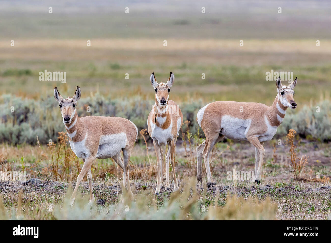 L'antilope d'Amérique (Antilocapra americana) dans la région de Lamar Valley, le Parc National de Yellowstone, UNESCO World Heritage Site, Wyoming, USA Banque D'Images