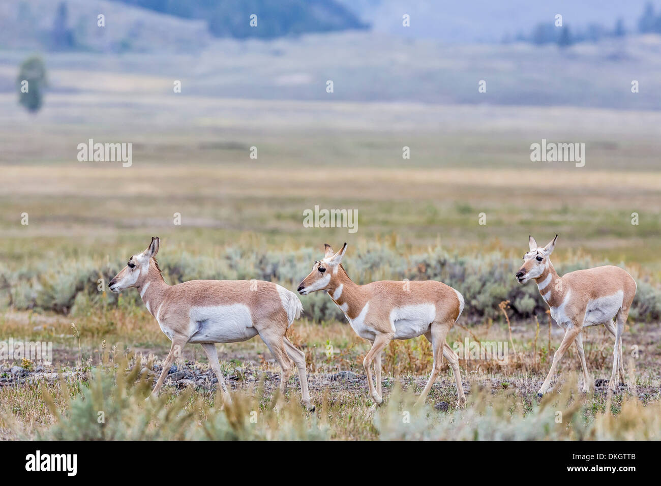 L'antilope d'Amérique (Antilocapra americana) dans la région de Lamar Valley, le Parc National de Yellowstone, UNESCO World Heritage Site, Wyoming, USA Banque D'Images