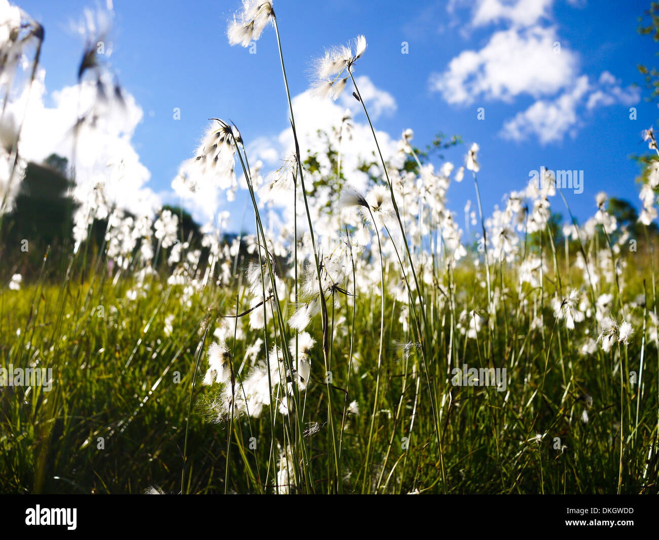 Fleurs de Montagne dans la région de montagnes des Alpes, France Banque D'Images